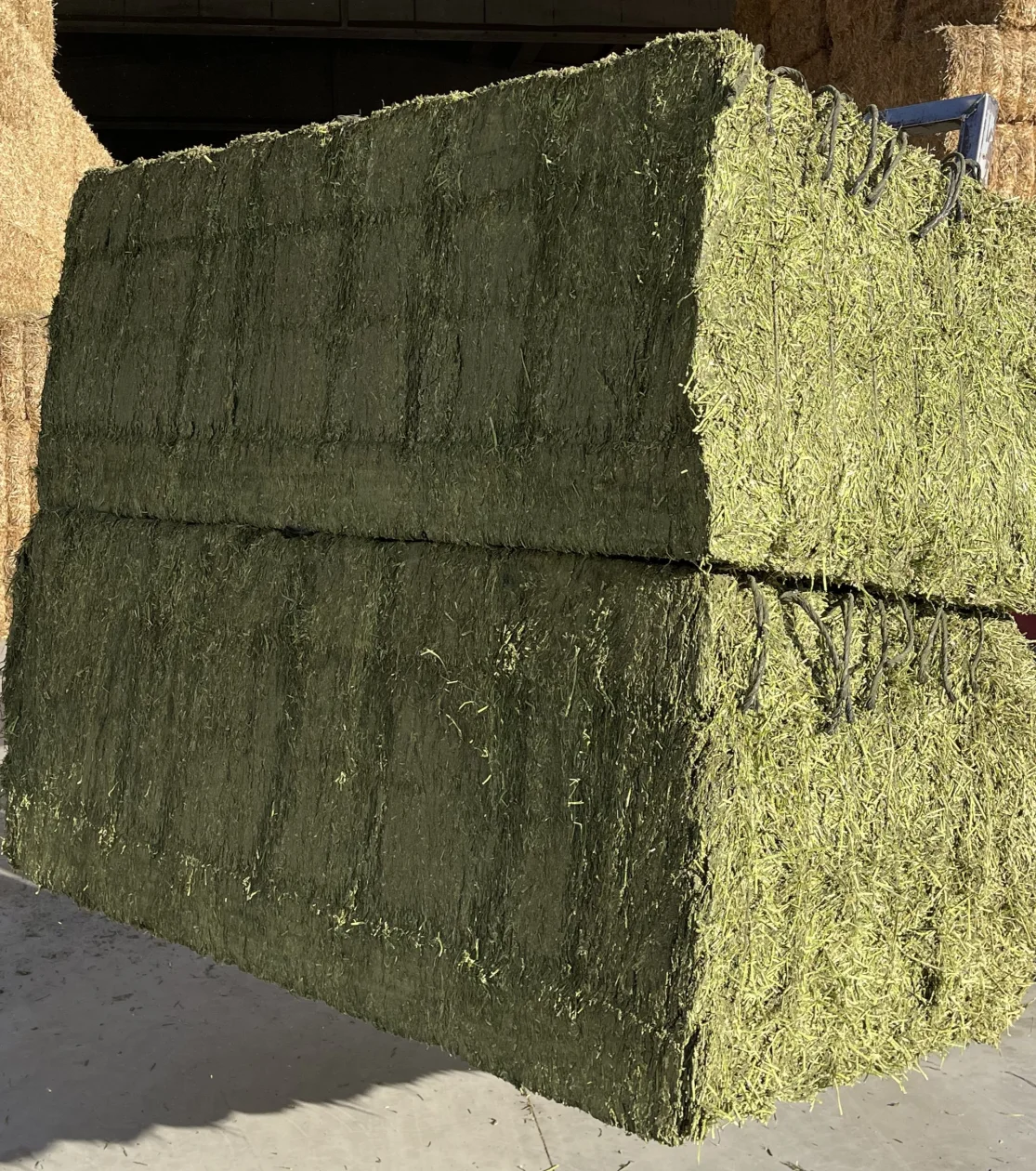 Dried alfalfa fodder in bales