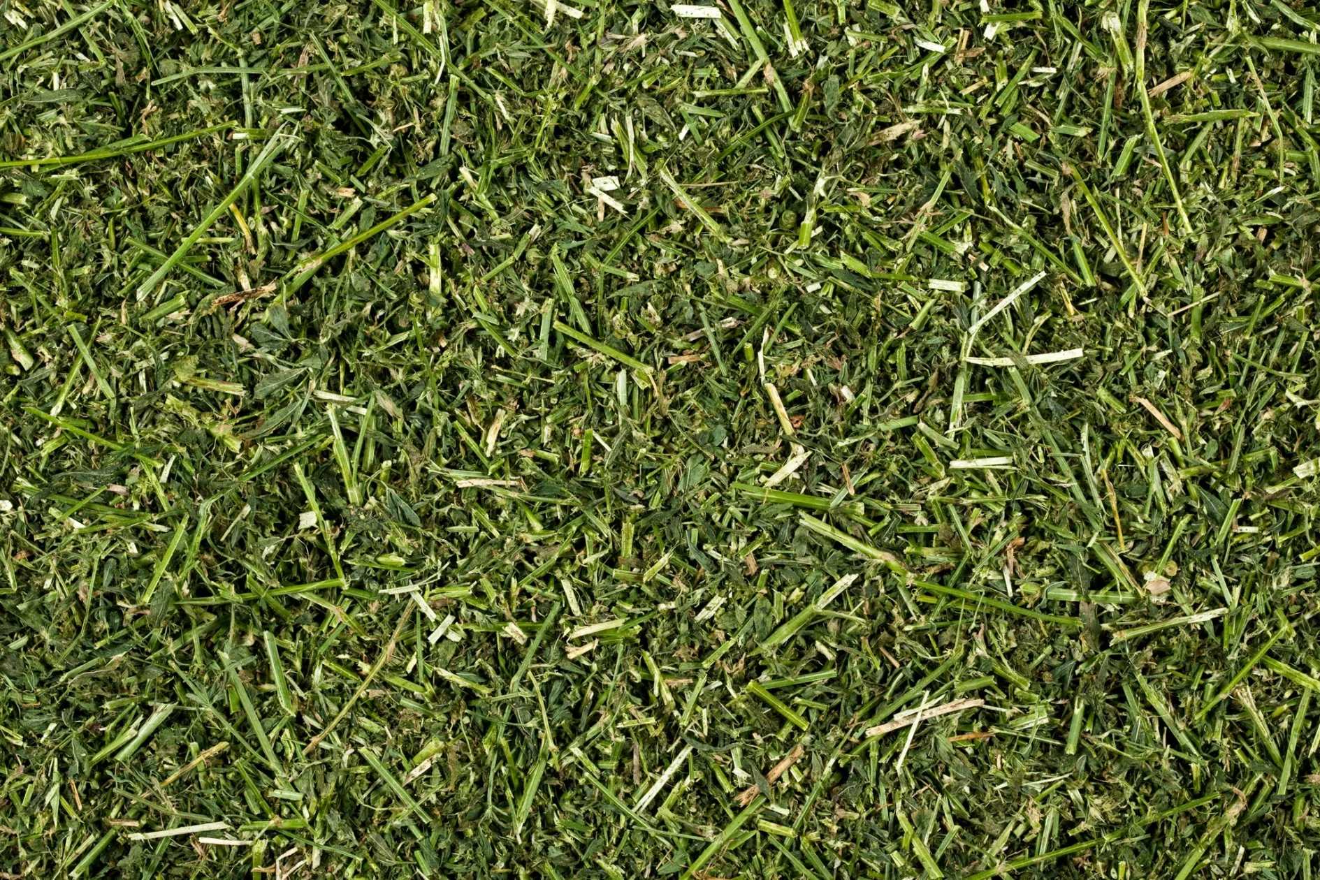 Dried alfalfa mixed fodder in bales