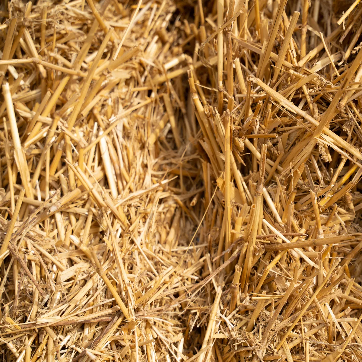 Baled cereal straw